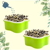 [쏘잇] 콩나물 키우기 기르기 키트_관찰일지 포함