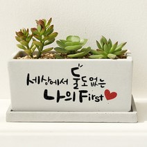 우정 사랑 표현 나의 처음 - 주문제작 캘리 미니 화분, 와이드화분(+18000원), 그레이, 뒷면인쇄선택(+5000)