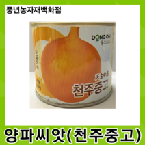 천주중고양파 25000립/상풍성이 높고 모양이 좋은 중만생계 다수확 품종, 1개