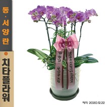 치타플라워 서양난 핑크 호접 난 승진 개업 이사 축하 화분 [CT08sn-02] 서양란 호접란 전국 당일 배송