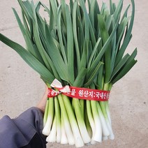 고흥 노지 풋마늘 햇 잎마늘 흙풋마늘 깐풋마늘 1kg 3kg 당일수확, 흙풋마늘 1kg