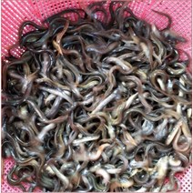 미꾸라지(소) (민물미끼용)1kg 낚시용 미꾸라지 입갑용 미꾸라지 새끼미꾸라지 미끼용 미꾸라지, 미꾸라지(소) (미끼용)1kg, 1개