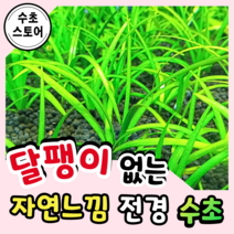 [수초스토어] 검역 사지타리아 스프라타 4뿌리 / 구피 새우 어항 수초 쉬운 키우기 예쁜 은신처 전경 중경 후경 초보 자연 풍성한 흑사 무이탄 치어 베타 열대어
