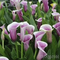 카라 꽃 구근 금강원예, 에어브러쉬(1구), 1개