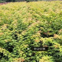 단풍나무묘목 신품종 황금단풍 챈 h30~50cm전후 정원수