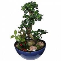 가지마루 펜다 (中) ( FT0153 )[꽃배달서비스/축하화분/개업화분]