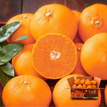 [제주열매] 제주 한라봉 천혜향 실속형 2.5kg 4.5kg, 1box, 천혜향 실속형(22~25과)-4.5kg