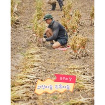 의성마늘 육쪽마늘 햇마늘, 3kg 중, 1개