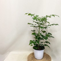 녹보수 중분