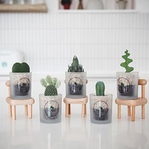 가인더글라스 미니다육이 5종, B02십이지곤+유리화분(스티커부착)+세척마사토