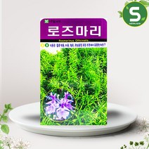 솔림텃밭몰 허브씨앗 로즈마리씨앗 70립 로즈마리 허브씨