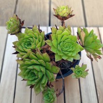 에오니움 키우기 쉬운 실내 다육 랜덤4자4-40, 단품