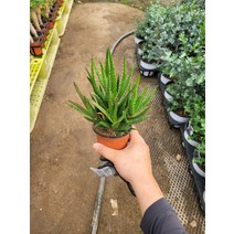 10~25cm 미니알로에 소품 25