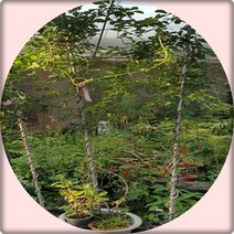 행복한정원 으름 으름덩굴 큰나무, 1개