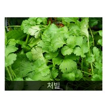차로먹는허브 씨앗] 처빌 0.2g, 1개