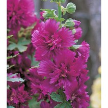 다년생꽃씨 씨앗] 겹접시꽃 스피링셀러브리티즈 퍼플 (겹접시꽃) 10립