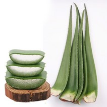 [KT알파쇼핑]생 알로에 베라 2kg