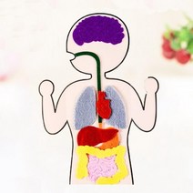 초등 과학 인체 장기 만들기 부직포 교재 창의 관찰 도구 돌봄 연구 실험 교구
