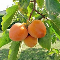 착한가격 나무생각 감나무(태추단감) 접목1년*분, 주