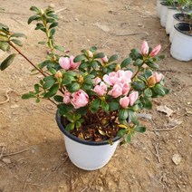 서양철쭉 캘리포니아 (연분홍) 5치포트 1주, 본상품선택, 1개