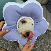 강아지넥카라 반려견 고양이 푸들 먼치킨 넥쿠션