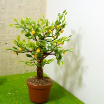 복이 들어오는 금귤 나무, 15~20