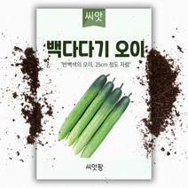 백다다기 오이 씨앗(50립) 오이씨앗