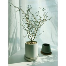 마오리 소포라 + 화이트화분 SET (Maori sophora), 식물만(플라스틱 포트)