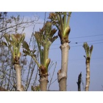 [해찬농원]민두릅나무 묘목 약용수 최소구매수량5주