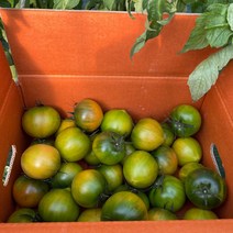 햇살조은 부산 대저 오지리날 짭짤이토마토, 2.짭짤이토마토2.5kg(M사이즈), 1개