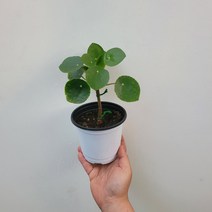 무배특가 공기정화식물 외목대 수형 필레아페페 20-35cm 105