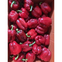 국내산 단단한 홍피망(업소용) 10kg