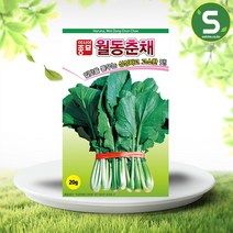 솔림텃밭몰 월동춘채씨앗 20g 춘채씨앗 배추씨앗 쌈채소 채소씨앗, 단품