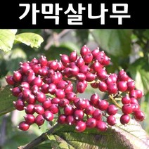 가막살나무 묘목 키80cm~1m 5개/꽃나무/고유수종/정원수