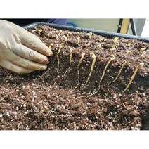 새싹삼기르기, 묘삼50개
