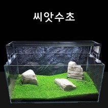영아쿠아 수초씨앗 씨앗수초 쿠바펄모양S 10g