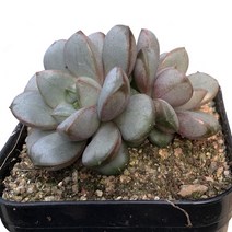 아메트롬(홍포도)-통통한잎/로제트/다육식물, 1개