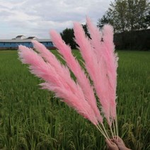 자이언트 플라워 120cm 큰 팜파스 잔디 꽃 꽃다발 푹신한 말린 꽃꽂이 자연 식물 DIY 공예 웨딩 파티 장식, 02 pink_02 5Pcs
