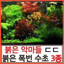 수초하우스) 붉은악마 수초 3종 세트, 싸게더많이(총32줄기)
