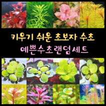 [수초스토어] 예쁜 검역 수초 랜덤세트 / 구피 새우 어항 쉬운 이쁜 은신처 음성 중경 후경 초보 풍성한 흑사 붉은 수족관 무이탄 치어 베타 열대어, 1. 랜덤수초 5종