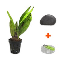 DIY 마이플랜츠 청크유목 미크로소리움, 단품
