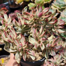 다육(캔디케인금)랜덤 발송, 1개