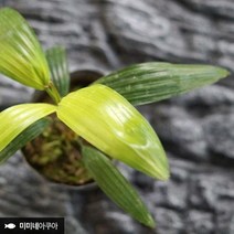 바보사랑 관음죽 1포트.미미네아쿠아