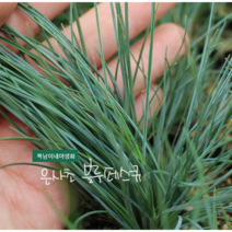 은사초 [4포트](복남이네 야생화 모종 블루 페스큐 훼스큐 fescue) 그라스