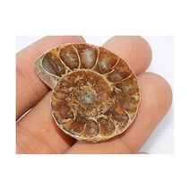 Generic 수석 장식품 삼엽충 관찰 달팽이 암모나이트 화석