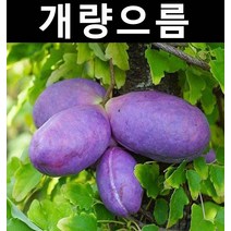 개량으름(대과종) 키1.5m 결실주(분) 1개/나무 묘목/과실수/유실수