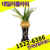 태양관 동양란 동양난 승진 영전 이취임 개업 축하 고급 난배달 당일 배송