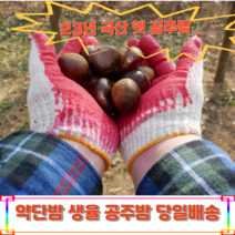 23년 햇 공주밤 약단밤 생율, 1kg+1kg