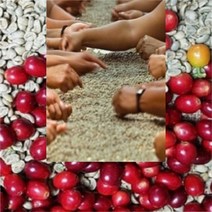 커피향기줍는남자 케냐aa생두 크린베리 자몽 레몬 결점두제거 500g, 1kg, 1개