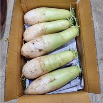 햇 무 황토 무우 무시 20kg, 햇무우(20kg)